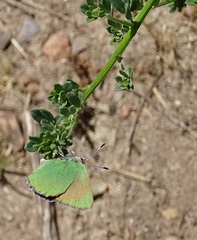 Callophrys dumetorum
