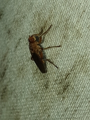 Lutomyia spurca