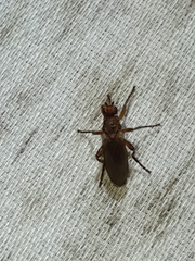 Lutomyia spurca