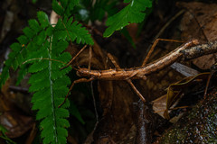 Neohirasea
