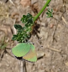 Callophrys dumetorum