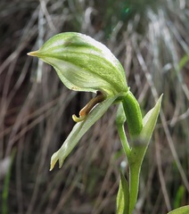 Pterostylis tenuis