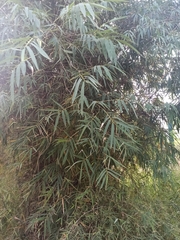 Bambusa vulgaris