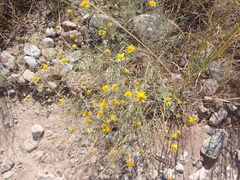 Bahieae