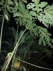 Dracontium spruceanum