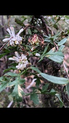 Petrophile diversifolia
