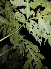 Dracontium spruceanum