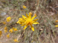 Bahieae