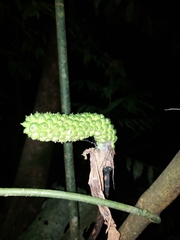 Dracontium spruceanum