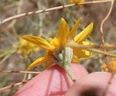Bahieae