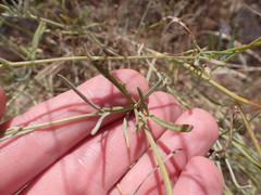 Bahieae