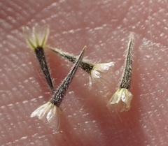 Bahieae