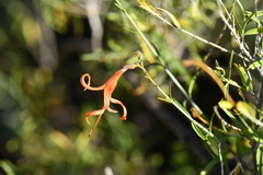 Anisacanthus linearis