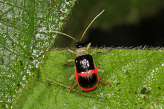 Paratriarius