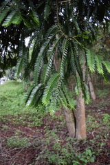 Retrophyllum rospigliosii
