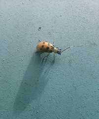 Diabrotica decempunctata