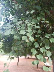 Bauhinia variegata