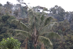 Ceroxylon quindiuense