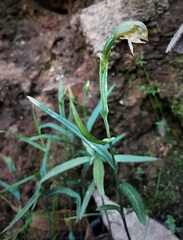 Pterostylis tenuis