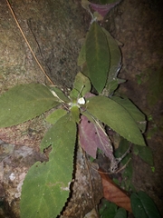 Amalophyllon macrophyllum