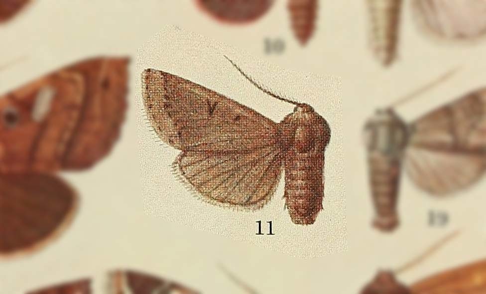 Harutaeographa eriza