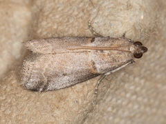 Acrobasis caliginella