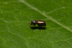 Dinoderus ocellaris