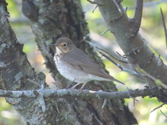 Catharus ustulatus