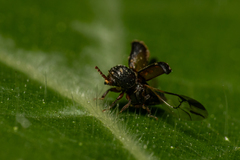 Dinoderus ocellaris