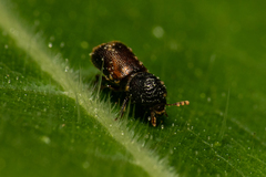 Dinoderus ocellaris