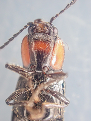 Hypoganus rotundicollis