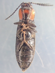Hypoganus rotundicollis
