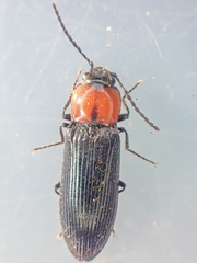 Hypoganus rotundicollis