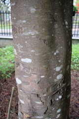 Retrophyllum rospigliosii