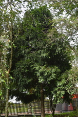 Retrophyllum rospigliosii