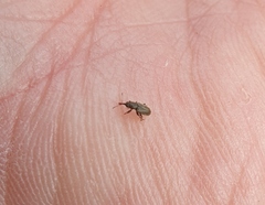 Rhinorhynchus rufulus