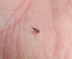 Rhinorhynchus rufulus