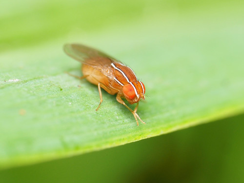 African Fig Fly photo 4