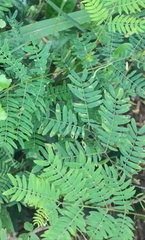 Leucaena leucocephala