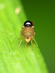 Mycodrosophila