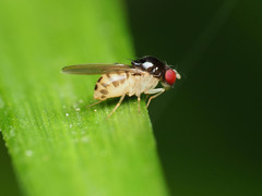 Mycodrosophila