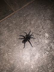 Cyrtopholis portoricae