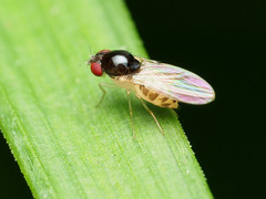Mycodrosophila
