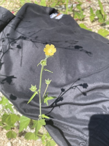 Anoda palmata (Anoda palmata)