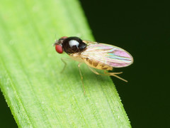 Mycodrosophila