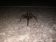 Cyrtopholis portoricae