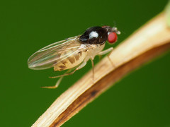 Mycodrosophila