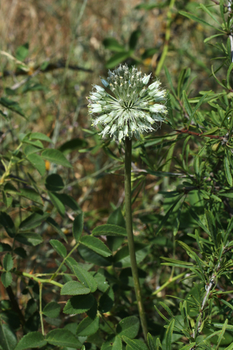 Allium affine (Allium affine)
