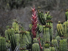 Tillandsia takizawae