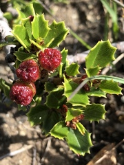 Ceanothus decornutus